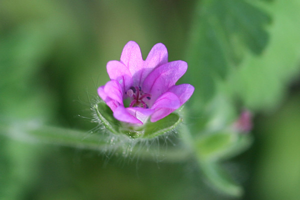 Geranium molle, Geranio volgare, Antas de Nostra Signora, Antzas de Nostra Signora