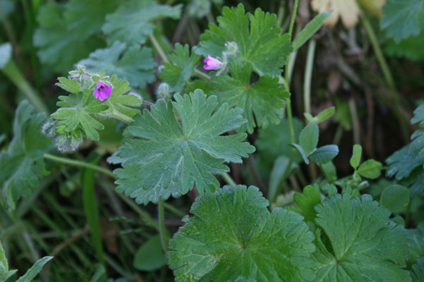 Geranium molle, Geranio volgare, Antas de Nostra Signora, Antzas de Nostra Signora