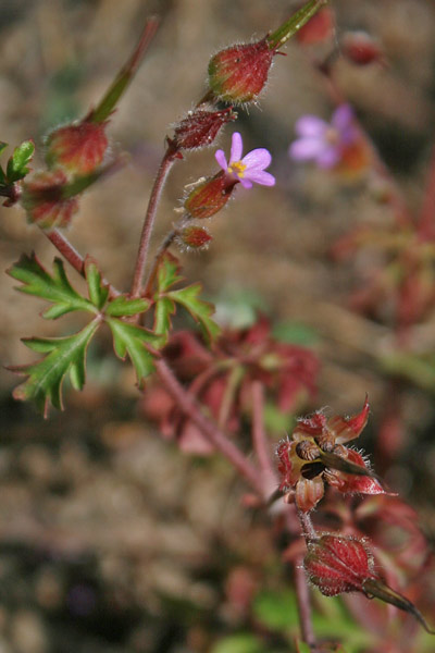 Geranium purpureum, Geranio purpureo, Erba de agullas, Frocchitteddas, Geraniu, Non ti ollu