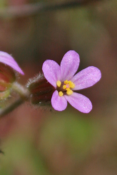 Geranium purpureum, Geranio purpureo, Erba de agullas, Frocchitteddas, Geraniu, Non ti ollu