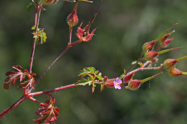 Geranium purpureum, Geranio purpureo, Erba de agullas, Frocchitteddas, Geraniu, Non ti ollu