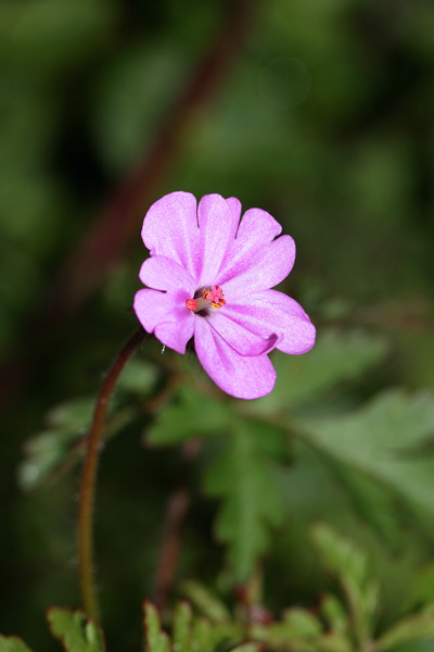 Geranium robertianum, Cicuta rossa, Erba cimicina, Erba Roberta, Geranio di San Roberto, Erba de agullas, Erba de cattarà, Erba de fogu