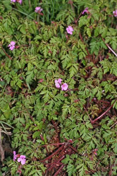 Geranium robertianum, Cicuta rossa, Erba cimicina, Erba Roberta, Geranio di San Roberto, Erba de agullas, Erba de cattarà, Erba de fogu