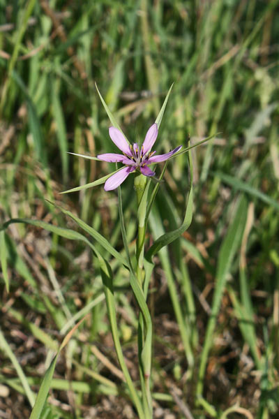 Geropogon hybridus, Barba di becco annua, Limporra de campu, Lisporra de campu