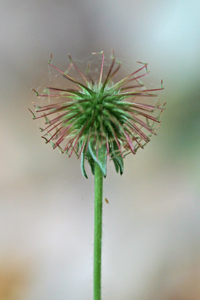 Geum urbanum, Cariofillata comune, Erba benedetta, Garofanaia, Ambretta selvatica, Erba beneditta