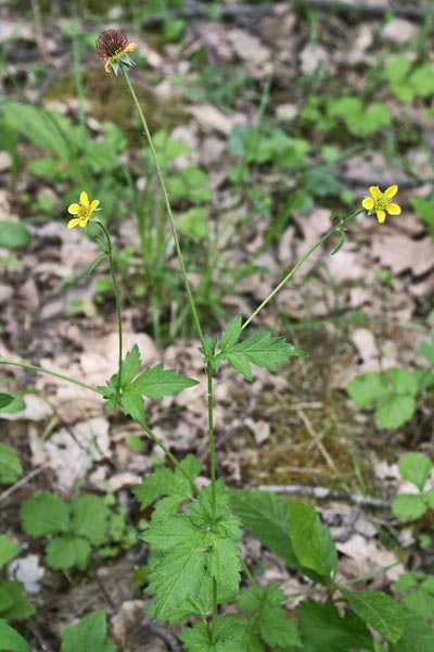 Geum urbanum, Cariofillata comune, Erba benedetta, Garofanaia, Ambretta selvatica, Erba beneditta