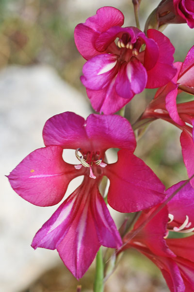 Gladiolus communis subsp. byzantinus, Gladiolo bizantino, Lillu aresti, Spadoni