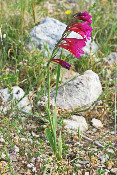 Gladiolus communis subsp. byzantinus, Gladiolo bizantino, Lillu aresti, Spadoni