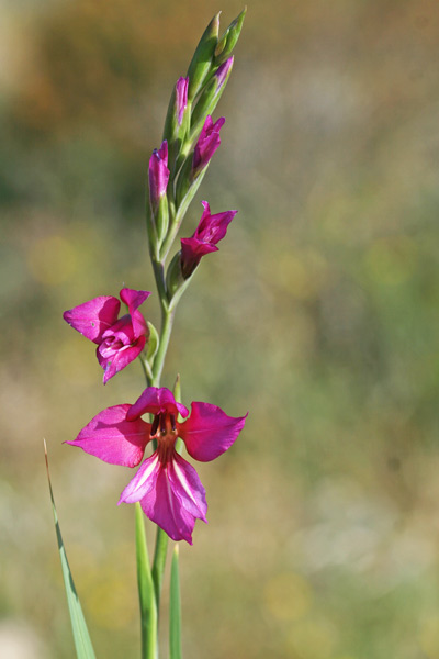 Gladiolus communis subsp. byzantinus, Gladiolo bizantino, Lillu aresti, Spadoni