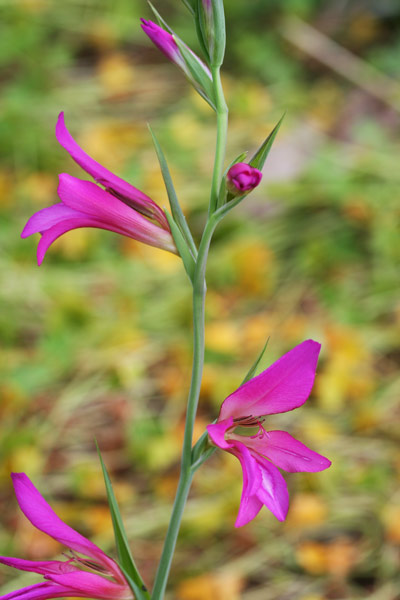 Gladiolus italicus, Castagnoli, Coltellini, Gladiolo dei campi, Spadaccina, Spadacciuola, Spadarella, Flori de spadoni, Ipadoni, Ispadone, Lillu aresti, Lillu sposu, Spada, Spadixedda, Spadoni, Spadula