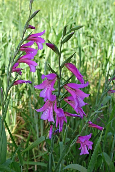 Gladiolus italicus, Castagnoli, Coltellini, Gladiolo dei campi, Spadaccina, Spadacciuola, Spadarella, Flori de spadoni, Ipadoni, Ispadone, Lillu aresti, Lillu sposu, Spada, Spadixedda, Spadoni, Spadula