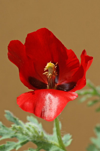 Glaucium corniculatum, Papavero cornicolato, Babaoi corrudu, Pabauli corrudu, Papaveru cornutu