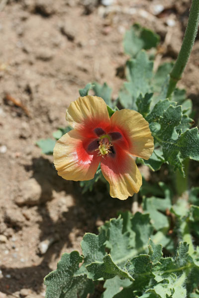 Glaucium corniculatum, Papavero cornicolato, Babaoi corrudu, Pabauli corrudu, Papaveru cornutu