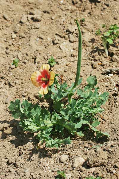 Glaucium corniculatum, Papavero cornicolato, Babaoi corrudu, Pabauli corrudu, Papaveru cornutu