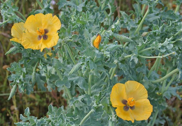 Glaucium flavum, Papavero cornuto, Babaoi corrudu, Pabauli corrudu, Pabauli grogu