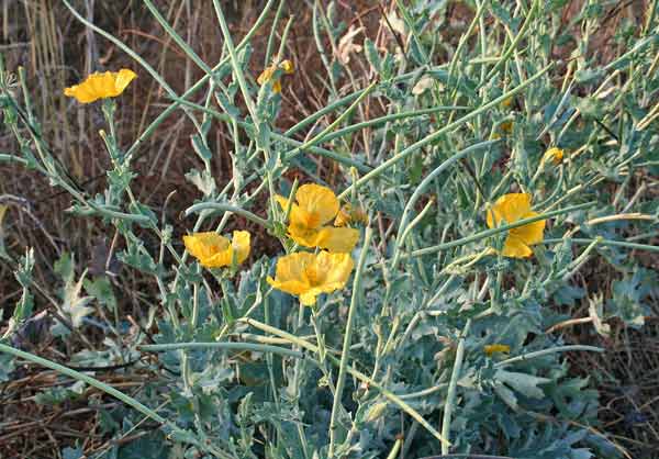 Glaucium flavum, Papavero cornuto, Babaoi corrudu, Pabauli corrudu, Pabauli grogu