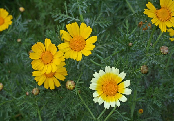 Glebionis coronaria, Crisantemo giallo, Fior d'oro, Margheritone giallo, Caraganzu, Caregantzu, Ghirielle