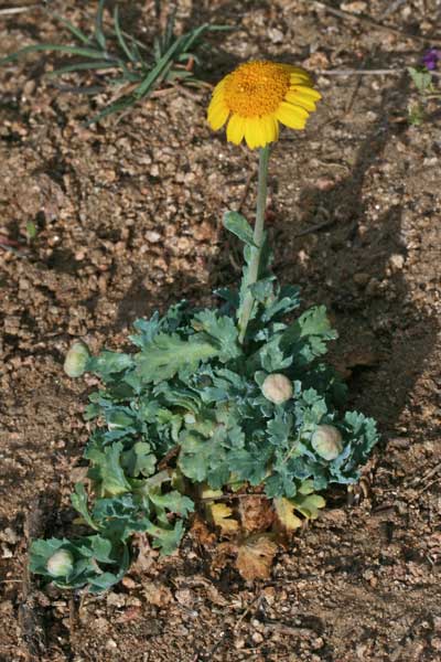 Glebionis segetum, Crisantemo campestre, Ingrassabue, Gagaranciu, Cagarantzu masedu, Caraganzu masedu, Caragantzu budru, Caregantzu, Coccoininni, Concuda, Criallei