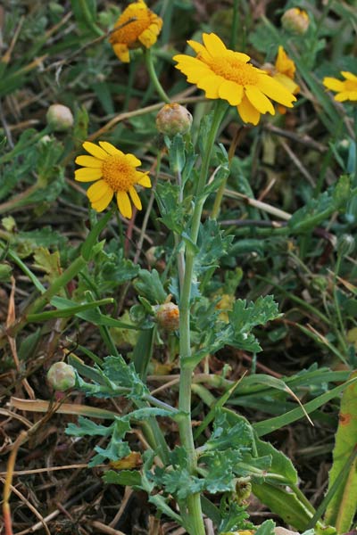 Glebionis segetum, Crisantemo campestre, Ingrassabue, Gagaranciu, Cagarantzu masedu, Caraganzu masedu, Caragantzu budru, Caregantzu, Coccoininni, Concuda, Criallei