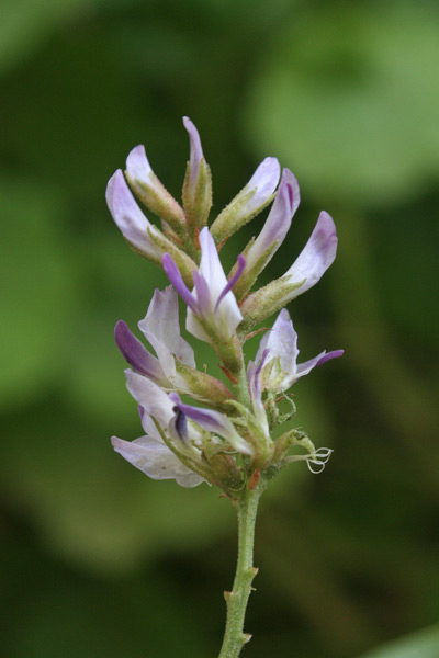 Glycyrrhiza glabra, Liquerizia, Liquirizia, Regolizia, Arregalitzia, Licarissa, Regolitzia