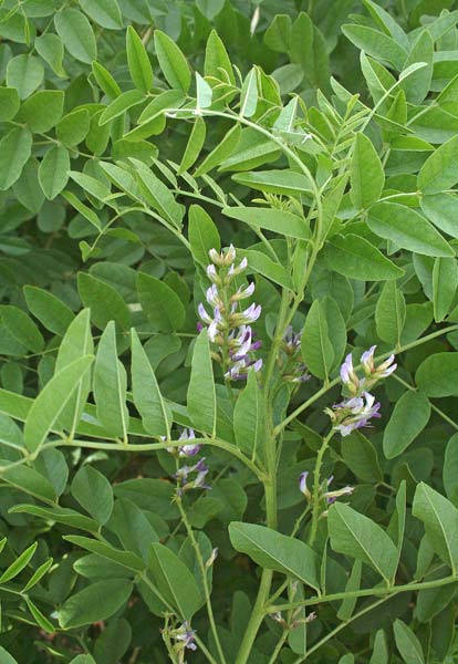 Glycyrrhiza glabra, Liquerizia, Liquirizia, Regolizia, Arregalitzia, Licarissa, Regolitzia