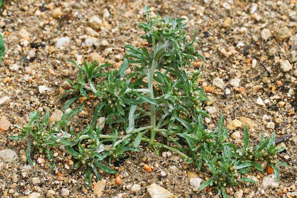 Gnaphalium uliginosum var. prostratum, Canapicchia palustre, Erba de Santa Maria, Scova de Santa Maria