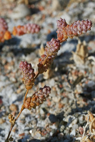 Halopeplis amplexicaulis, Salicornia amplexicaule