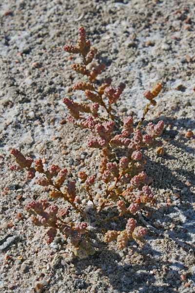 Halopeplis amplexicaulis, Salicornia amplexicaule