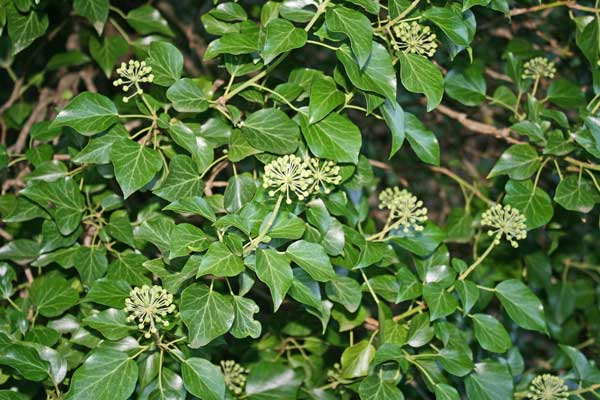 Hedera helix, Edera, Breddula, Ellera, Folla era, Ramalletta