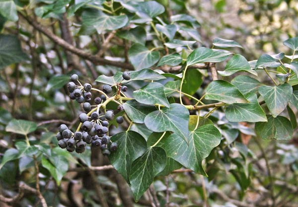 Hedera helix, Edera, Breddula, Ellera, Folla era, Ramalletta