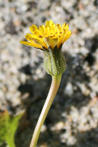 Hedypnois rhagadioloides, Radicchio pallottolino, Radicchio tubuloso