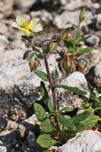 Helianthemum salicifolium, Eliantemo annuale