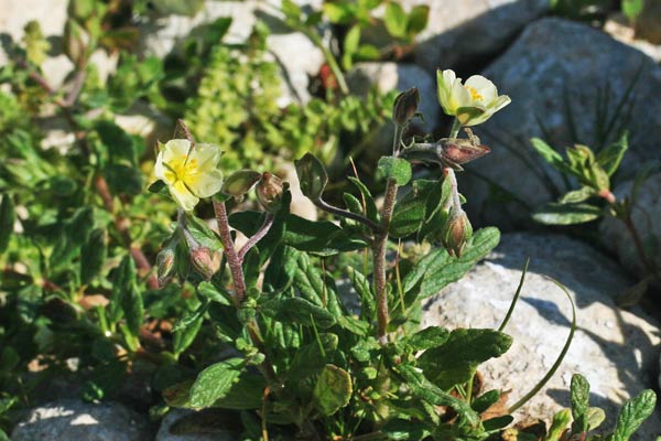 Helianthemum salicifolium, Eliantemo annuale