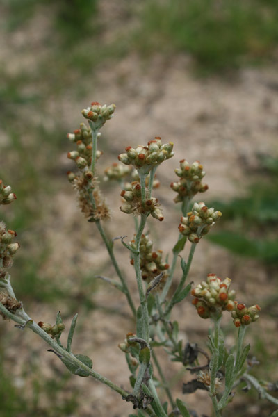 Helichrysum luteoalbum, Canapicchia pagliata, Erba de Santa Maria, Scova de Santa Maria