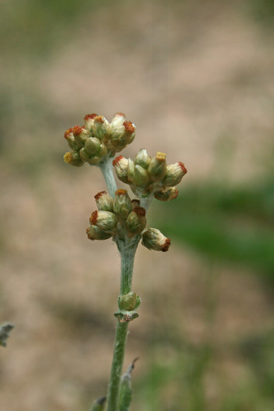 Helichrysum luteoalbum, Canapicchia pagliata, Erba de Santa Maria, Scova de Santa Maria