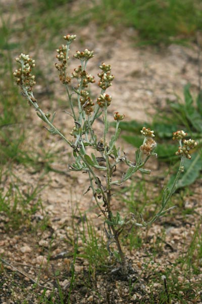 Helichrysum luteoalbum, Canapicchia pagliata, Erba de Santa Maria, Scova de Santa Maria