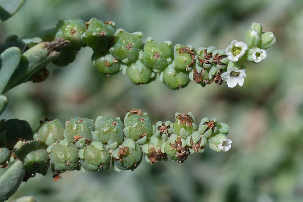 Heliotropium curassavicum, Eliotropio marino