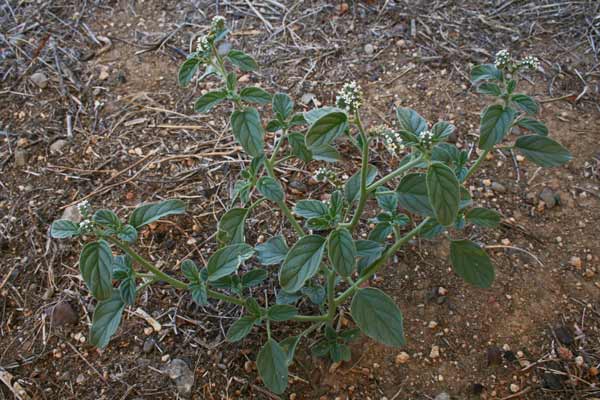 Heliotropium europaeum, Eliotropio selvatico, Erba porraia, Cadoni burdu, Erba de soli