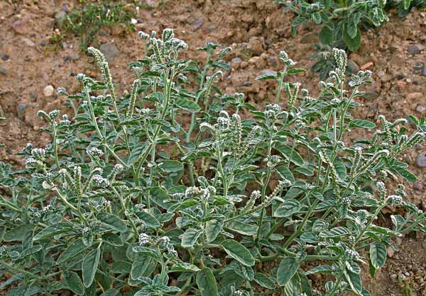 Heliotropium europaeum, Eliotropio selvatico, Erba porraia, Cadoni burdu, Erba de soli