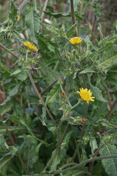 Helminthotheca echioides, Aspraggine volgare, Raspraggine, Spraggine, Artioccoro, Ciocci, Ciocciri, Entioccoro, Istioccoru, Scioccaru, Socciri