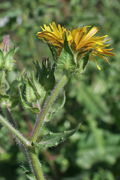 Helminthotheca echioides, Aspraggine volgare, Raspraggine, Spraggine, Artioccoro, Ciocci, Ciocciri, Entioccoro, Istioccoru, Scioccaru, Socciri