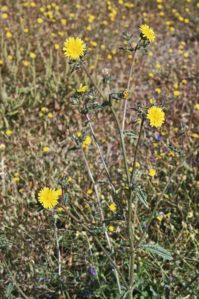 Helminthotheca echioides, Aspraggine volgare, Raspraggine, Spraggine, Artioccoro, Ciocci, Ciocciri, Entioccoro, Istioccoru, Scioccaru, Socciri