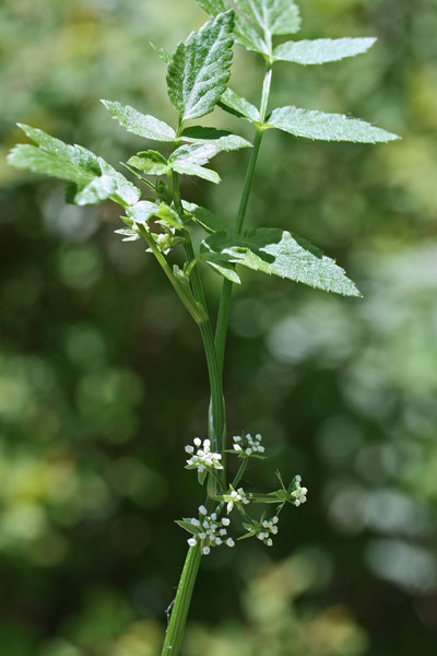 Helosciadium nodiflorum, Sedano d'acqua, Apieddu, Appiu burdu, Cugusa, Durgusa, Giuru, Jugiareddu, Lau de arriu, Turgusa, Zrugusa, Zurgusa