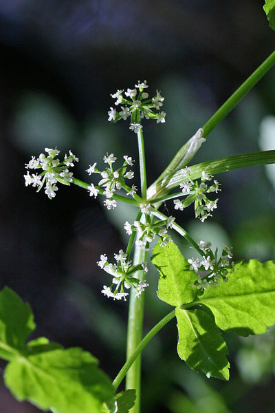 Helosciadium nodiflorum, Sedano d'acqua, Apieddu, Appiu burdu, Cugusa, Durgusa, Giuru, Jugiareddu, Lau de arriu, Turgusa, Zrugusa, Zurgusa