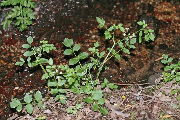 Helosciadium nodiflorum, Sedano d'acqua, Apieddu, Appiu burdu, Cugusa, Durgusa, Giuru, Jugiareddu, Lau de arriu, Turgusa, Zrugusa, Zurgusa