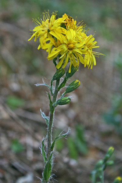 Hieracium racemosum, Sparviere racemoso, Cicoria burda, Origa piluda