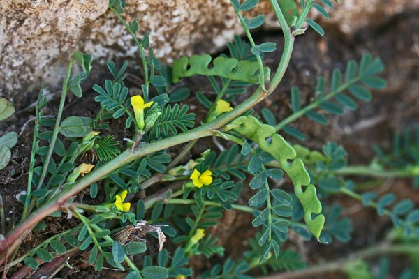 Hippocrepis biflora, Sferracavallo minore, Ferr'e cuaddu