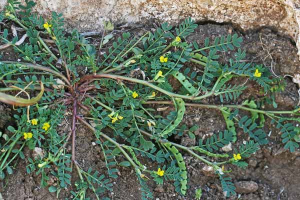 Hippocrepis biflora, Sferracavallo minore, Ferr'e cuaddu