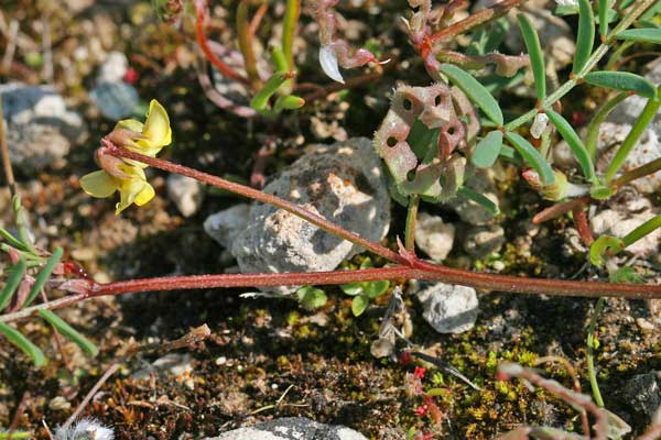 Hippocrepis ciliata, Sferracavallo ciliato, Ferr'e cuaddu