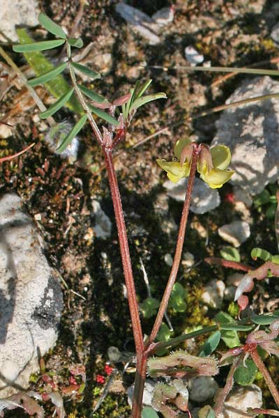 Hippocrepis ciliata, Sferracavallo ciliato, Ferr'e cuaddu